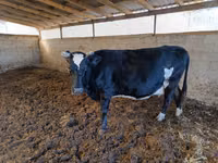 Krava, Russian Black pied cattle — foto 1