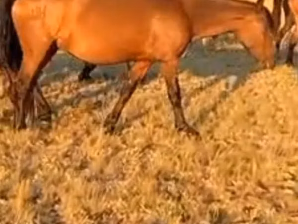 Mare, Horses — Kazakhstan