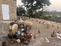 Ido, Sheep — sawirka 3