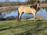 اسب نر, Rocky Mountain Horse — عکس 2