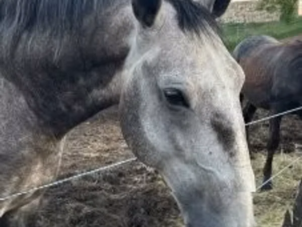 اسب نر, Lipizzaner — مجارستان