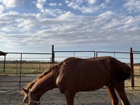 Horse (M), Horses — photo 4