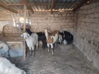 雌ヤギ, Saanen goat — 写真 1