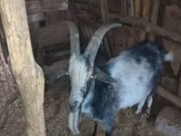 Billy Goat, Goats — photo 2
