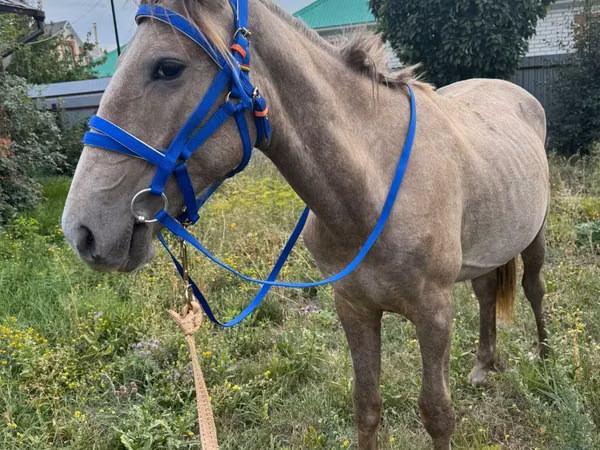 Horse (M), Horses — Kazakhstan