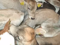 सांड, लिमोज़िन गाय — फ़ोटो 2
