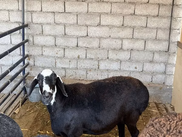 Ovce, Blackheaded Persian sheep