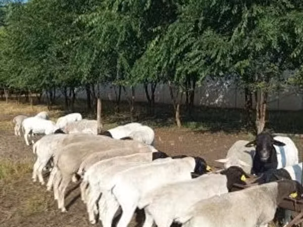 قوچ, Dorper sheep