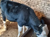 Bull, Russian Black pied cattle — photo 2