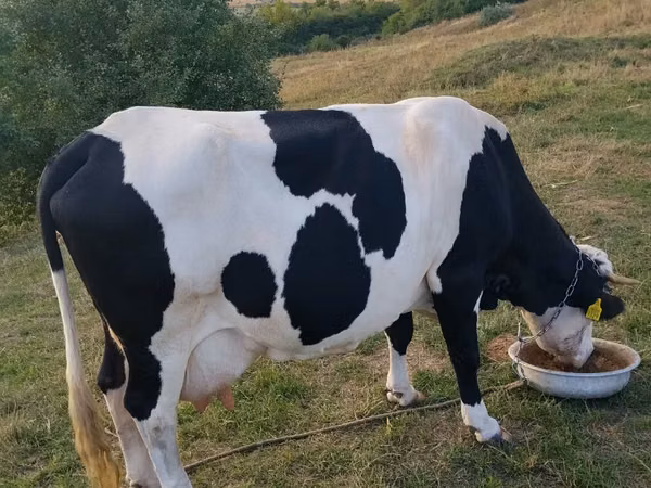Tehén, Russian Black pied cattle