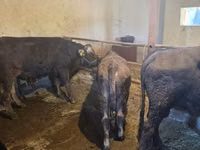 Toro, Swiss cattle — foto 7