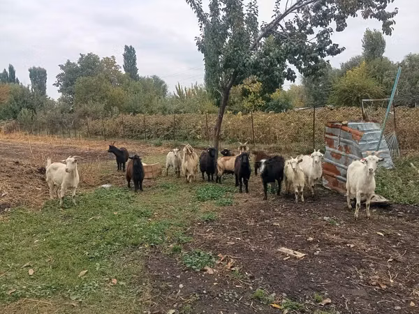 Koza, Alpine goat