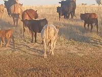 公牛, Simmental cattle — 照片 2