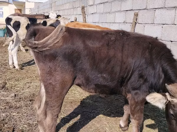 Cow, Cattle — Kyrgyzstan