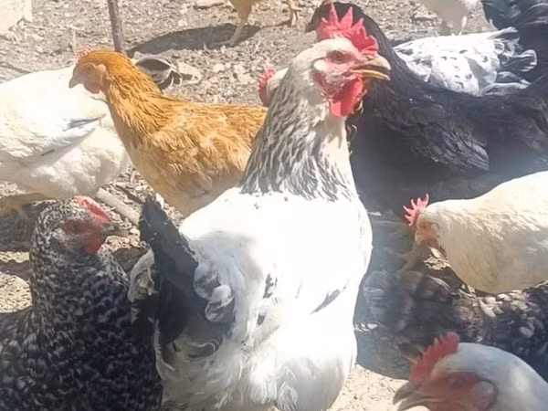 Chickens — Азербайджан