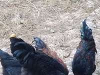 Chickens — عکس 2