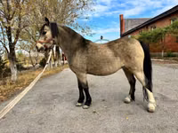 Mare, Welsh Mountain Pony — photo 6