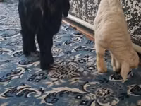 بز نر, بز — عکس 2