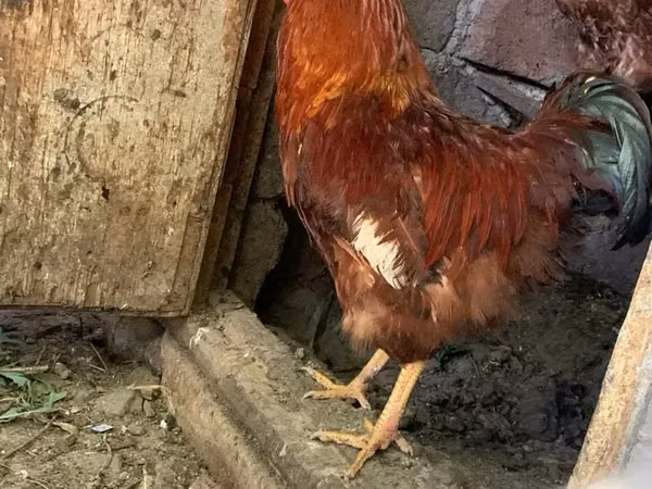 Chickens — Armenia