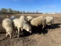 Vædder, Merino sheep — foto 3
