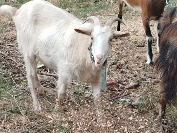 Goat, Goats — Moldova