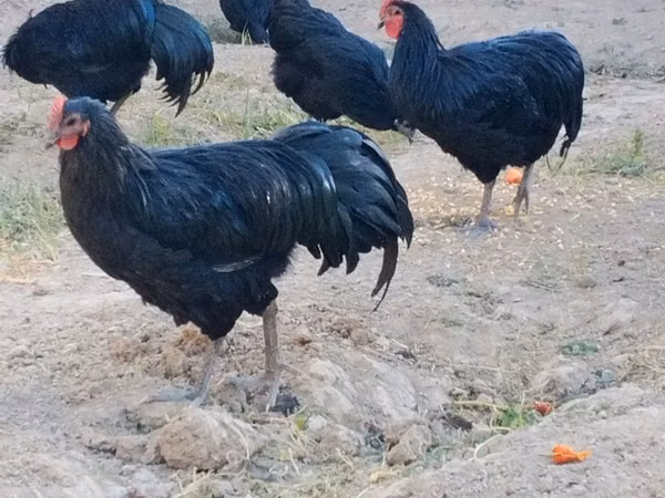 Chickens — Uzbekistan