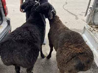 Kambing jantan, Sheep — foto 6
