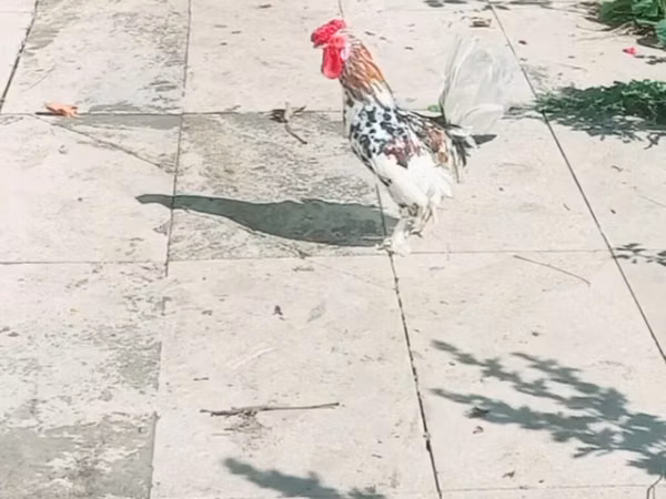 Bantam giapponese