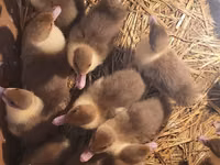 Ducks — foto 2