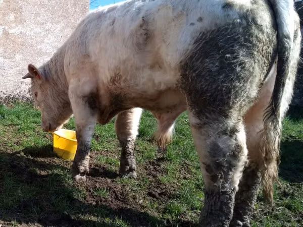 Bull, Charolais cattle — France