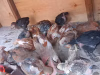 Chickens — foto 5
