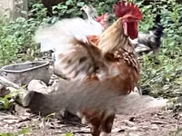 Gallinas Shamo — foto 2