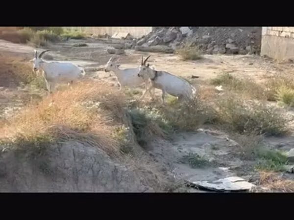 Goats (batch, sex not specified), Goats — Azerbaijan