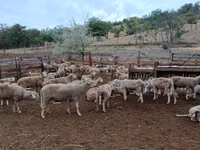 Sheep, Sheep — photo 2