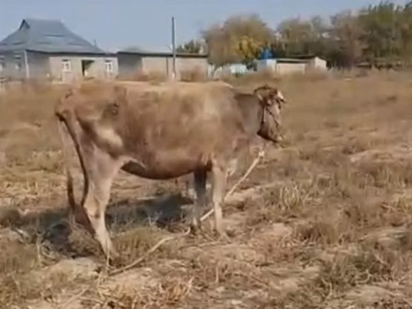 İnək, Latvian Blue cattle