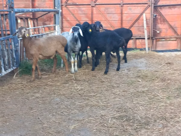 Kambing jantan, Hissar sheep — Kazakhstan