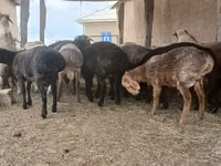 Ram, Sheep — photo 3
