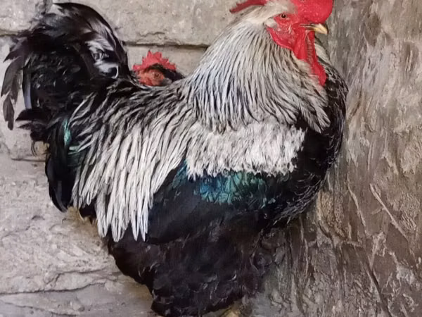 Chickens