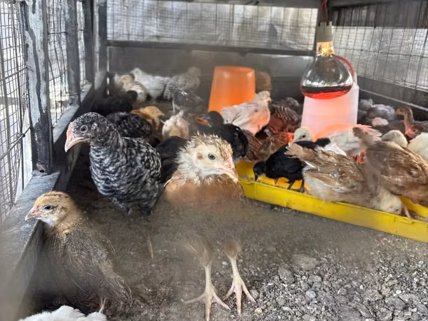 Chickens — Ghana