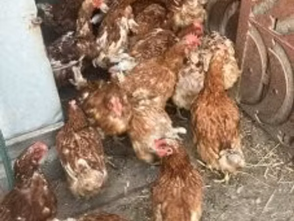 Chickens — Ungern