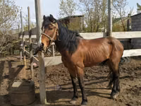 Horse (M), Horses — photo 3