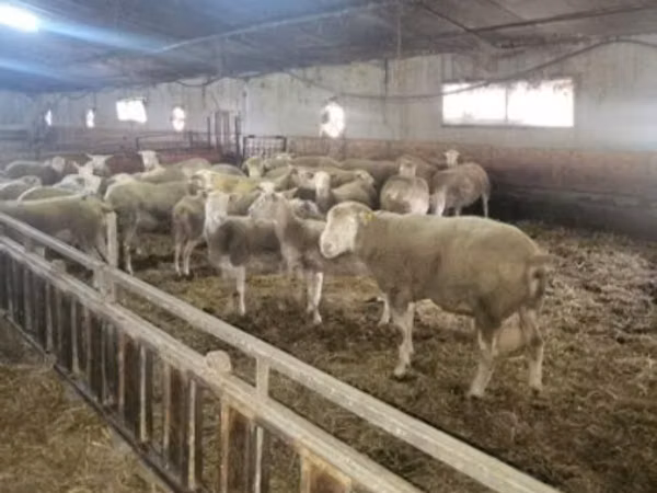 میش, Ile-de-France sheep
