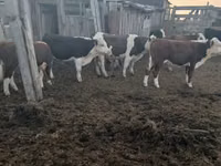 सांड, Simmental cattle — फ़ोटो 4