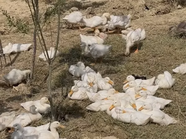 Ducks — جمهوری آذربایجان