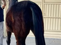 Бие, French Trotter — 3-сурет