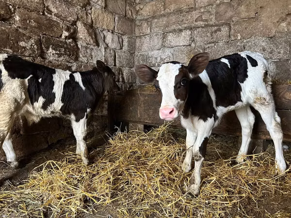 Bull, Cattle — Moldova
