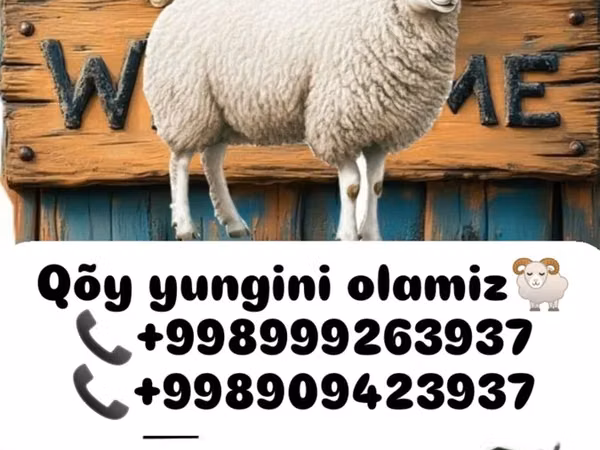 Sheep (batch, sex not specified), Sheep — Uzbekistan