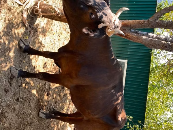 Vache, Bovins — Kazakhstan