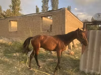Horse (M), Friesian sport horse — photo 1
