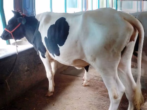 Cow, Russian Black pied cattle — Bangladesh